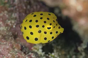 Boxfish: Yellow Boxfish - juvenile