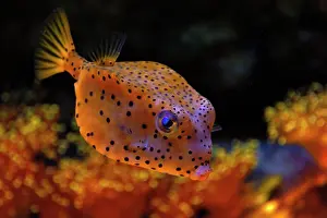 Trunkfish: Yellow boxfish ( Ostracion cubicus ), captive
