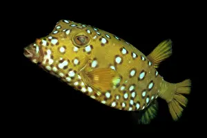 Trunkfish: Yellow boxfish (Ostracion cubicus), Cube boxfish