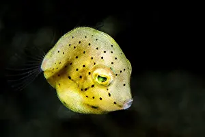 Speckled: Yellow boxfish (Ostracion cubicus) juvenile during