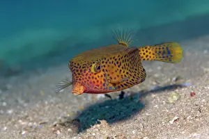 Youth: Yellow boxfish (Ostracion cubicus) swims over sandy