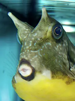 Boxfish: Yellow Boxfish, Trunk / Cowfish