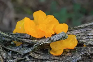 Toadstools: Yellow Brain Fungus Autumn