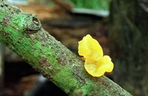 Butter: Yellow Brain / Jelly / Witch's Butter Fungi