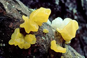 Butter: Yellow Brain / Jelly / Witch's Butter Fungi