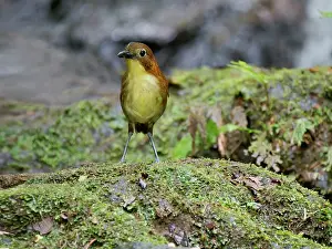 Dwelling: Yellow Breasted Antpitta Grallaria flavotincta
