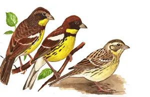 Emberiza: Yellow-breasted Bunting