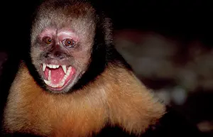 Fangs: Yellow-breasted CAPUCHIN / Buff-headed Capuchin