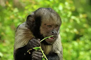 Buffy: Yellow-breasted Capuchin / Golden-bellied Capuchin