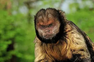 Buffy: Yellow-breasted Capuchin / Golden-bellied Capuchin