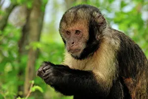 Buffy: Yellow-breasted Capuchin / Golden-bellied Capuchin