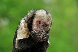 Buffy: Yellow-breasted Capuchin / Golden-bellied Capuchin
