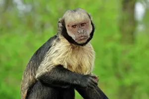Buffy: Yellow-breasted Capuchin / Golden-bellied Capuchin