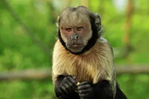 Buffy: Yellow-breasted Capuchin / Golden-bellied Capuchin