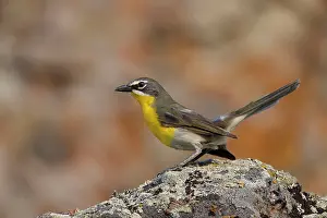 Virens: Yellow-breasted Chat