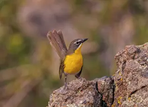 Virens: Yellow-breasted Chat
