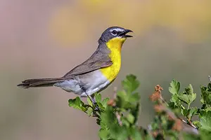 Chats: Yellow-breasted Chat - male in brush near nesting territory