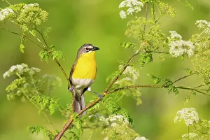 Breasted: Yellow-breasted chat, Marion County, Illinois