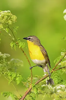 Breasted: Yellow-breasted chat, Marion County, Illinois