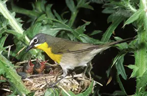 Virens: Yellow-Breasted Chat at nest