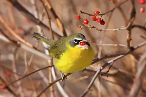Chats: Yellow-breasted Chat - in winter