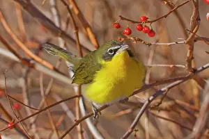 Chats: Yellow-breasted Chat - in winter