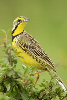 Croceus: Yellow-breasted Longclaw, Macronyx croceus
