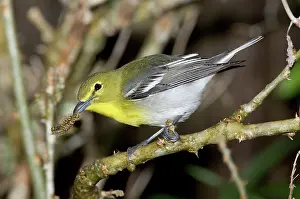 Vireos: Yellow-breasted Vireo