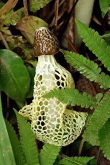 Curiosities: Yellow Bridal Veil stinkhorn mushroom (Phallus multicolor)