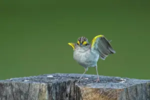 Llanos: Yellow-browed Sparrow, Los Llanos, Colombia