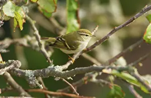 Cyrpus: Yellow-browed Warbler - perched on branch, October