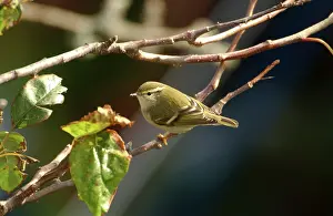 Cyrpus: Yellow-browed Warbler - perched on branch, October