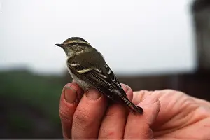 Hands: Yellow-browned Warbler