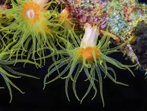 Coccinea: Yellow calyx coral (Tubastrea coccinea), Red Sea