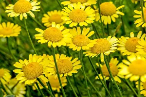 Camomile: Yellow camomile in bloom in a garden