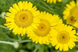 Camomile: Yellow camomile in bloom in a garden