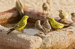 Scaly: Yellow Canaries - with Scaly-feathered Finches