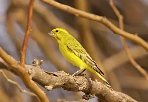 Flaviventris: Yellow Canary. perched in tree - South Africa