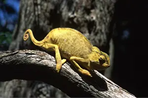Chameleon: YELLOW CHAMELEON - ON BRANCH