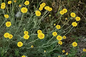 Chamomile: Yellow chamomile