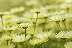 Marguerite: Yellow chamomile, Anthemis tinctoria, Yellow subject