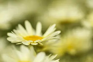 Paris: Yellow chamomile, Anthemis tinctoria, Yellow subject