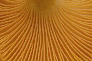 160517: Yellow Chanterelle close up Sweden