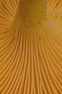 160517: Yellow Chanterelle close up Sweden