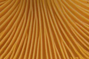 160517: Yellow Chanterelle close up Sweden