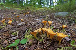 160517: Yellow Chanterelle mushrooms on the forest floor Sweden