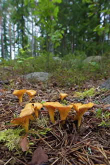 160517: Yellow Chanterelle mushrooms on the forest floor Sweden