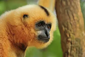 Rescue: Yellow-cheeked Gibbon / Yellow-cheeked Crested Gibbon