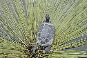 Turtles: Yellow-cheeked tortoise (Trachemys scripta scripta)