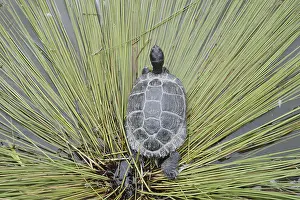 Turtles: Yellow-cheeked tortoise (Trachemys scripta scripta)